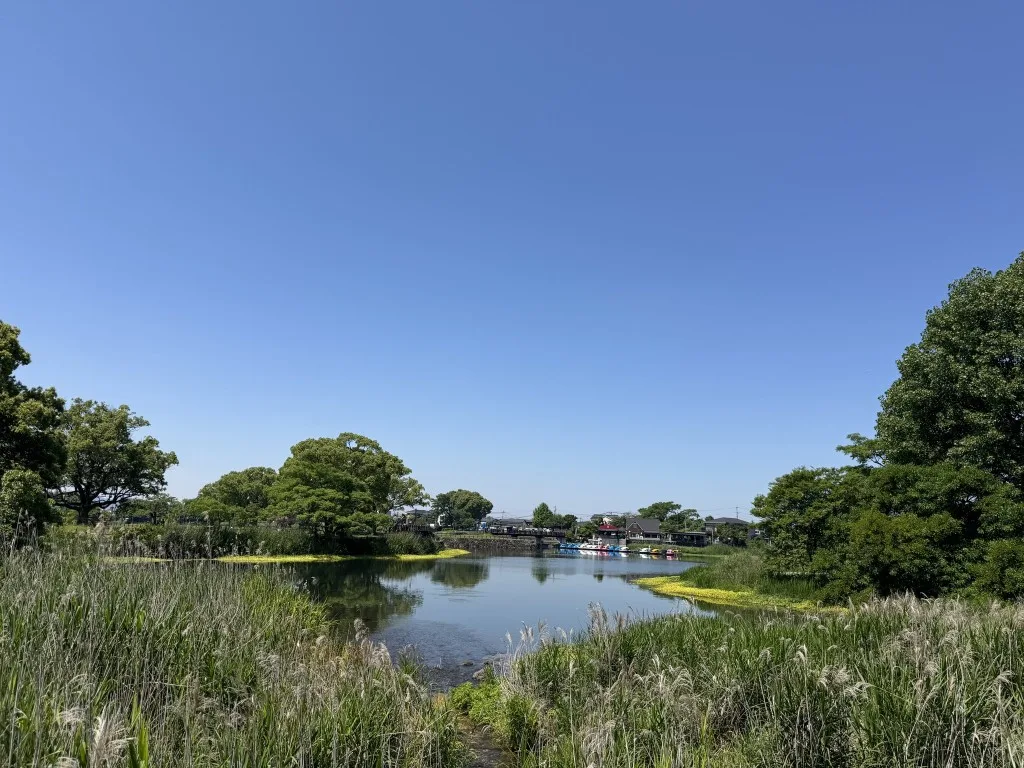 江津湖周辺の景色。池と青空、岸辺の緑